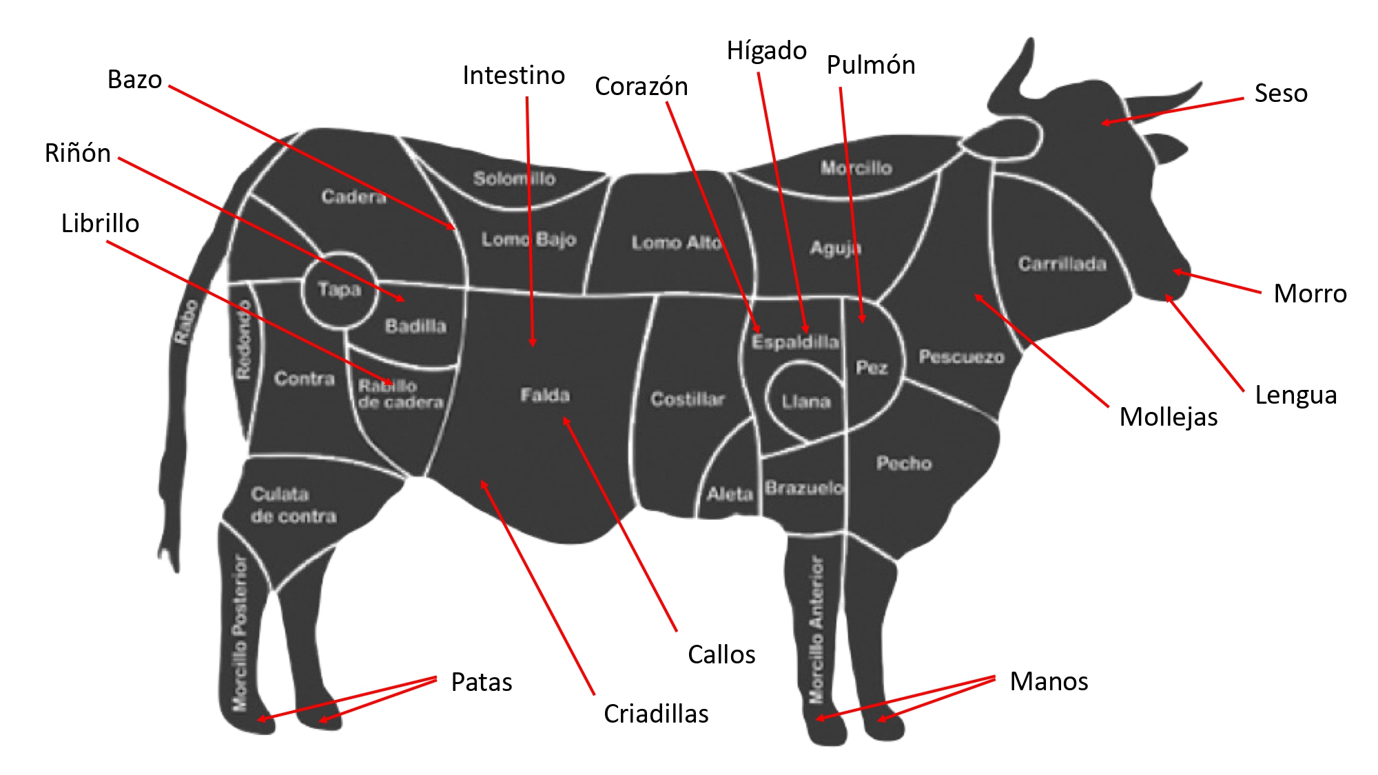 Piezas De La Ternera Cortes Y Casquería 4909